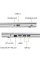 Ноутбук Acer Aspire 3 A317-54-79XA (NX.K9YEU.00H) Silver